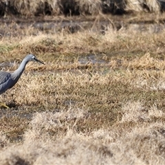 Egretta novaehollandiae at Fyshwick, ACT - 6 Oct 2024