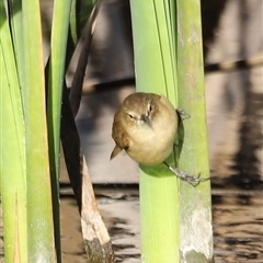 Acrocephalus australis (Australian Reed-Warbler) at Fyshwick, ACT - 5 Oct 2024 by JimL