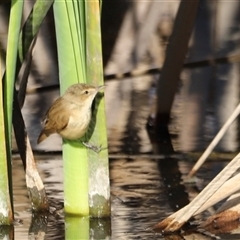 Acrocephalus australis at Fyshwick, ACT - 6 Oct 2024