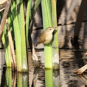 Acrocephalus australis at Fyshwick, ACT - 6 Oct 2024