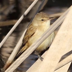 Acrocephalus australis at Fyshwick, ACT - 6 Oct 2024