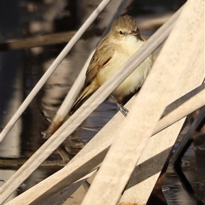 Acrocephalus australis at Fyshwick, ACT - 6 Oct 2024