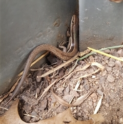 Lampropholis guichenoti (Common Garden Skink) at Stirling, ACT - 6 Oct 2024 by DesB