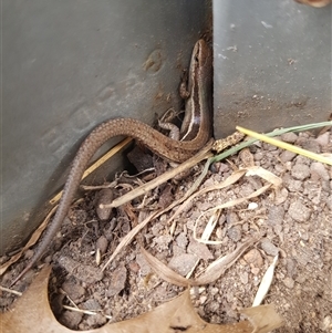 Lampropholis guichenoti at Stirling, ACT - 6 Oct 2024