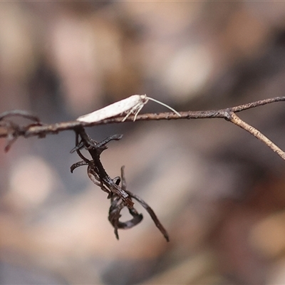 Orescoa orites at Chiltern, VIC - 5 Oct 2024 by KylieWaldon