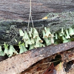 Unidentified Lichen at Chiltern, VIC - 5 Oct 2024 by KylieWaldon