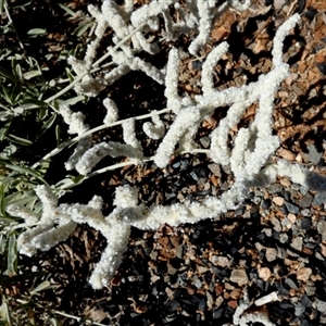 Aerva javanica at Sherlock, WA - 7 Sep 2024 01:20 PM