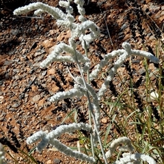 Aerva javanica at Sherlock, WA - 7 Sep 2024 01:20 PM