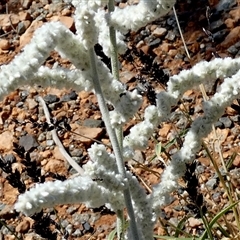 Aerva javanica at Sherlock, WA - 7 Sep 2024 01:20 PM
