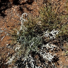 Aerva javanica at Sherlock, WA - 7 Sep 2024 01:20 PM