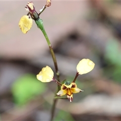 Diuris pardina (Leopard Doubletail) at Chiltern, VIC - 6 Oct 2024 by KylieWaldon