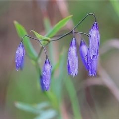 Stypandra glauca (Nodding Blue Lily) at Chiltern, VIC - 5 Oct 2024 by KylieWaldon