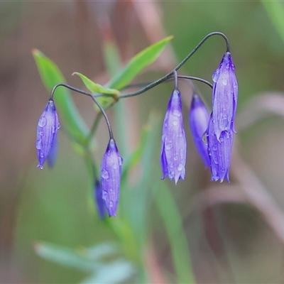 Stypandra glauca (Nodding Blue Lily) at Chiltern, VIC - 5 Oct 2024 by KylieWaldon