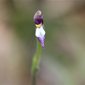 Glossodia major at Chiltern, VIC - suppressed