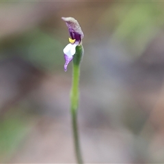 Glossodia major at Chiltern, VIC - 6 Oct 2024