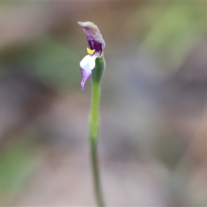 Glossodia major at Chiltern, VIC - suppressed