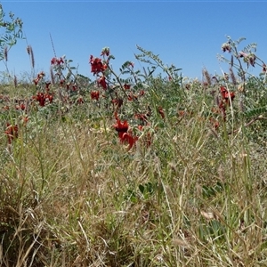 Unidentified Other Wildflower or Herb at Roebourne, WA by Paul4K