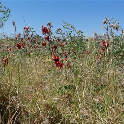 Unidentified Other Wildflower or Herb at Roebourne, WA - 7 Sep 2024 by Paul4K