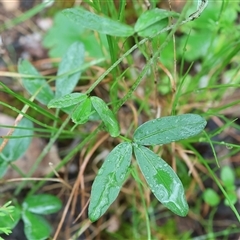 Glycine clandestina (Twining Glycine) at Chiltern, VIC - 6 Oct 2024 by KylieWaldon