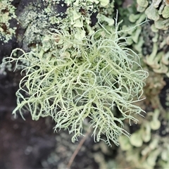 Unidentified Lichen at Chiltern, VIC - 5 Oct 2024 by KylieWaldon