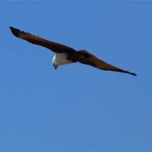 Haliastur indus (Brahminy Kite) at Bulgarra, WA by Paul4K