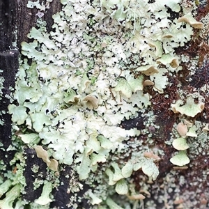 Unidentified Lichen at Chiltern, VIC by KylieWaldon