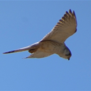 Falco cenchroides at Bulgarra, WA - 7 Sep 2024