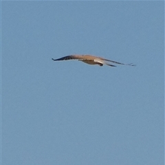 Falco cenchroides at Bulgarra, WA - 7 Sep 2024