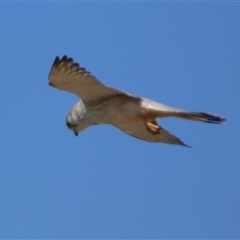 Falco cenchroides at Bulgarra, WA - 7 Sep 2024