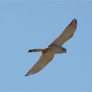 Falco cenchroides at Bulgarra, WA - 7 Sep 2024