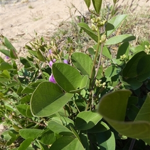 Canavalia rosea at Bulgarra, WA by Paul4K