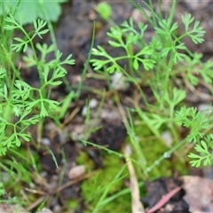 Unidentified Other Wildflower or Herb at Chiltern, VIC - 5 Oct 2024 by KylieWaldon