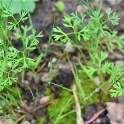 Daucus glochidiatus (Australian Carrot) at Chiltern, VIC - 5 Oct 2024 by KylieWaldon