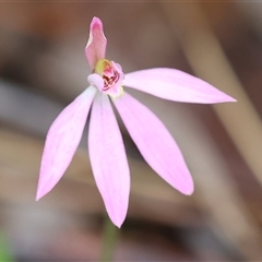 Caladenia carnea (Pink Fingers) at Chiltern, VIC - 6 Oct 2024 by KylieWaldon