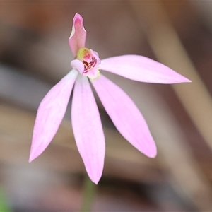 Caladenia carnea at Chiltern, VIC - 6 Oct 2024