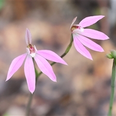 Caladenia carnea at Chiltern, VIC - suppressed