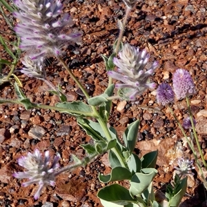 Ptilotus exaltatus at Fortescue, WA by Paul4K