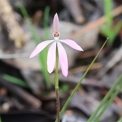 Caladenia carnea (Pink Fingers) at Chiltern, VIC - 6 Oct 2024 by KylieWaldon