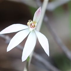 Caladenia carnea at Beechworth, VIC - 5 Oct 2024 by KylieWaldon