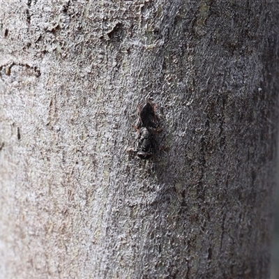Chalcidoidea (superfamily) at Lyons, ACT - 7 Oct 2024 by ran452
