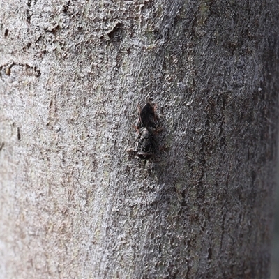 Chalcidoidea (superfamily) at Lyons, ACT - 6 Oct 2024 by ran452