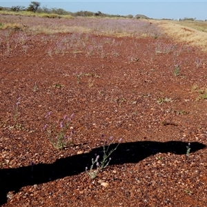 Ptilotus obovatus at Fortescue, WA by Paul4K