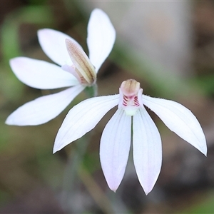 Caladenia carnea at Chiltern, VIC - 6 Oct 2024