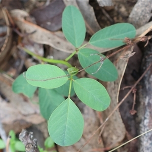 Indigofera australis subsp. australis at Chiltern, VIC - 6 Oct 2024