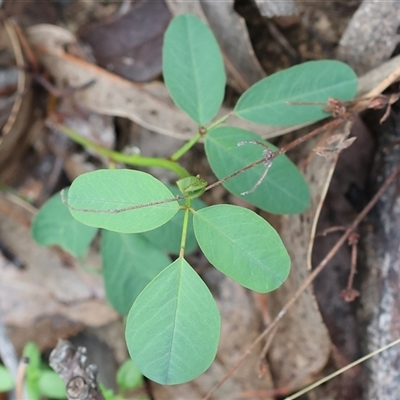 Indigofera australis subsp. australis (Australian Indigo) at Chiltern, VIC - 6 Oct 2024 by KylieWaldon