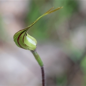 Caladenia tentaculata at Chiltern, VIC - suppressed