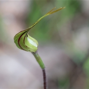 Caladenia tentaculata at Chiltern, VIC - 6 Oct 2024