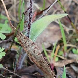 Caladenia tentaculata at Chiltern, VIC - 6 Oct 2024