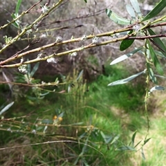 Unidentified Algae, Cyanobacteria, other bacteria and viruses at Lyons, ACT - 6 Oct 2024 by ran452