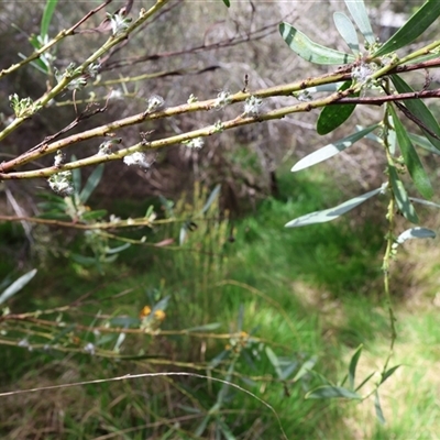 Unverified Algae, Cyanobacteria, other bacteria and viruses at Lyons, ACT - 7 Oct 2024 by ran452